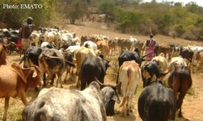 herding cattle