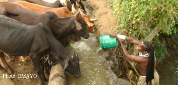 watering cattle
